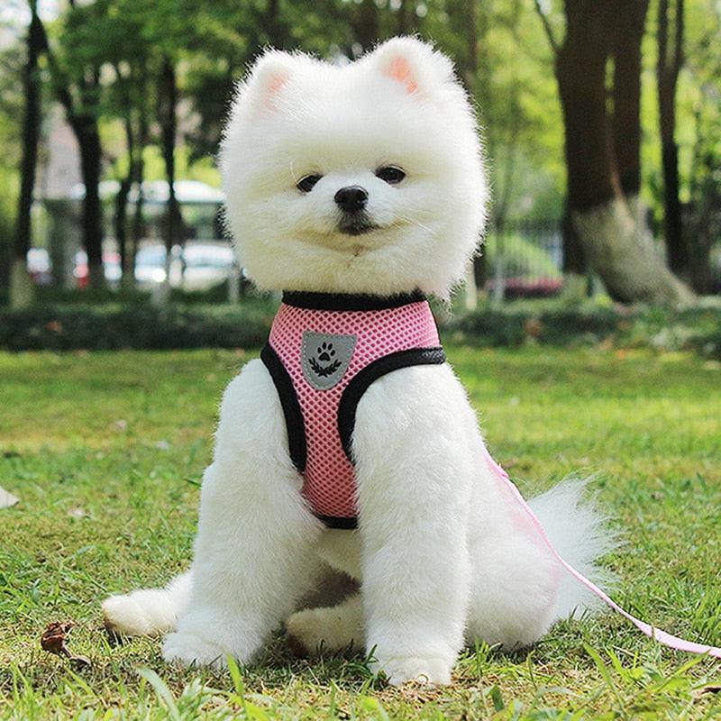 🐾 Pet Comfort Ride Leash & Seat Belt Combo – Adjustable Dog Leash with Car Safety Belt for Secure Walks!! - PAWLUX Best Pet Supplies 